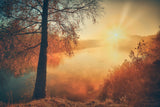 Gold of the fall Poster och Canvastavla