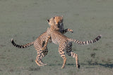 Young cheetahs playing Poster och Canvastavla