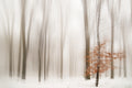 WINTER Poster och Canvastavla