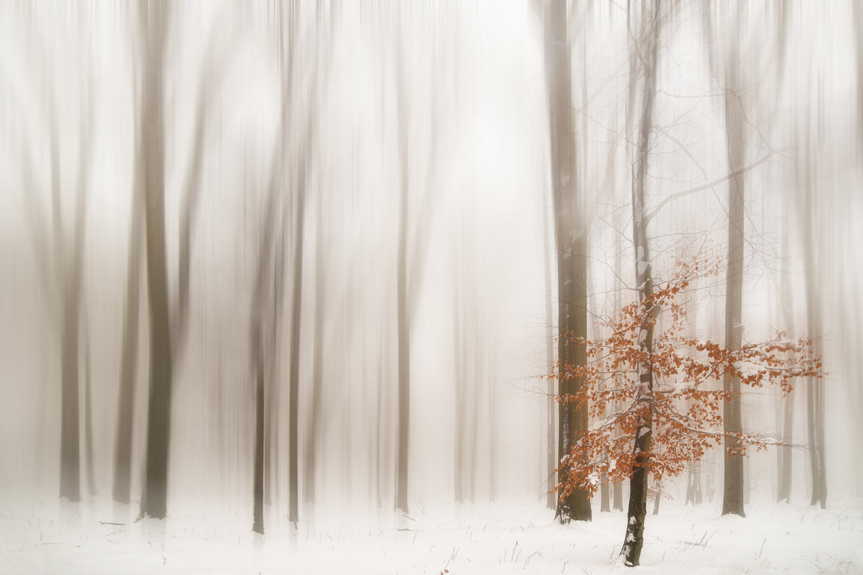 WINTER Poster och Canvastavla