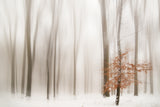 WINTER Poster och Canvastavla