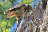 Great Horned Owl Poster och Canvastavla