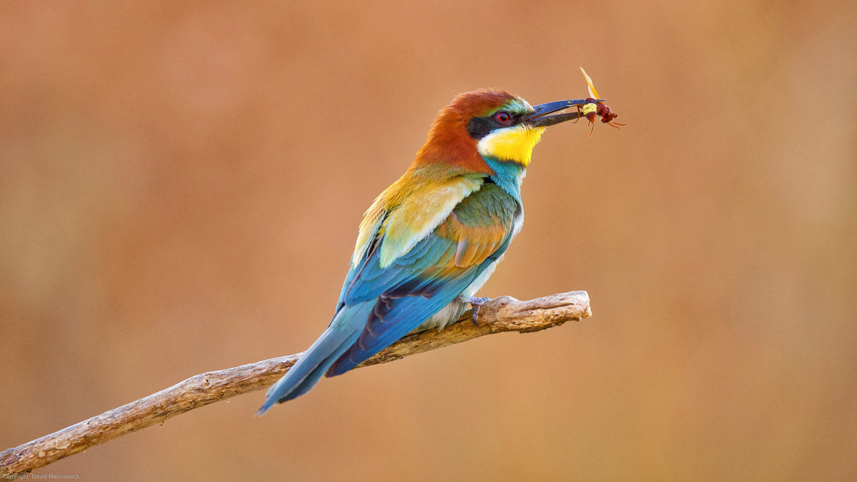 Bee-eater Poster och Canvastavla
