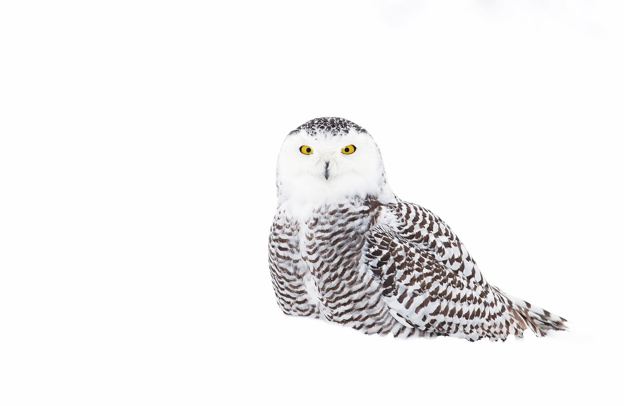 Snowy Owl in winter snow Poster och Canvastavla