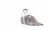 Snowy Owl in winter snow Poster och Canvastavla