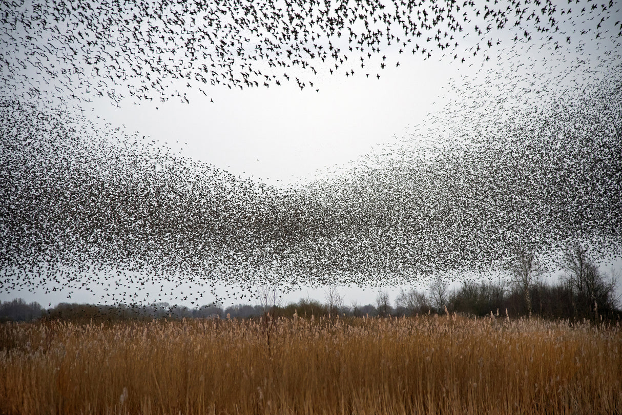 Flock of starlings Poster och Canvastavla