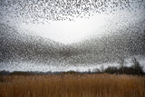 Flock of starlings Poster och Canvastavla
