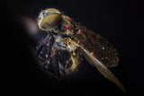 dead fly with fungus II Poster och Canvastavla