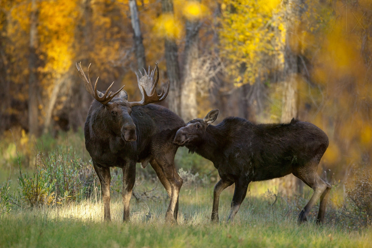 Moose Love Poster och Canvastavla