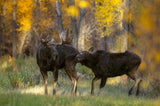 Moose Love Poster och Canvastavla