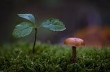 Autumn composition Poster och Canvastavla