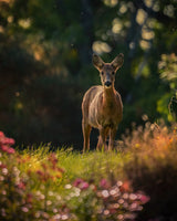 Hello Deer Poster och Canvastavla