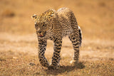 Cheetah on the prowl Poster och Canvastavla