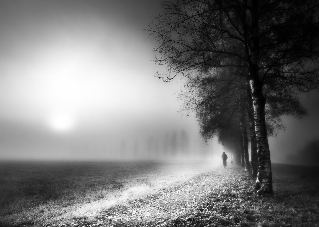 Foggy Morning Poster och Canvastavla