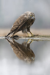 Goshawk Poster och Canvastavla