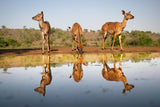 Nyalas at the pond Poster och Canvastavla