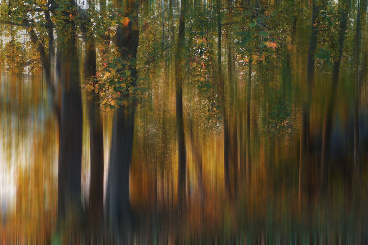 Fall Impression #1 Poster och Canvastavla