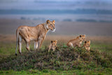 Lioness with cubs Poster och Canvastavla