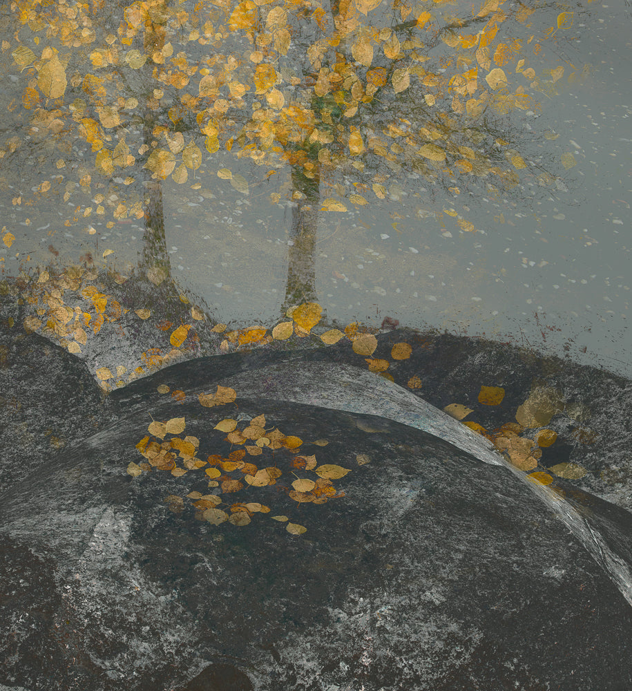 Falling leaves Poster och Canvastavla