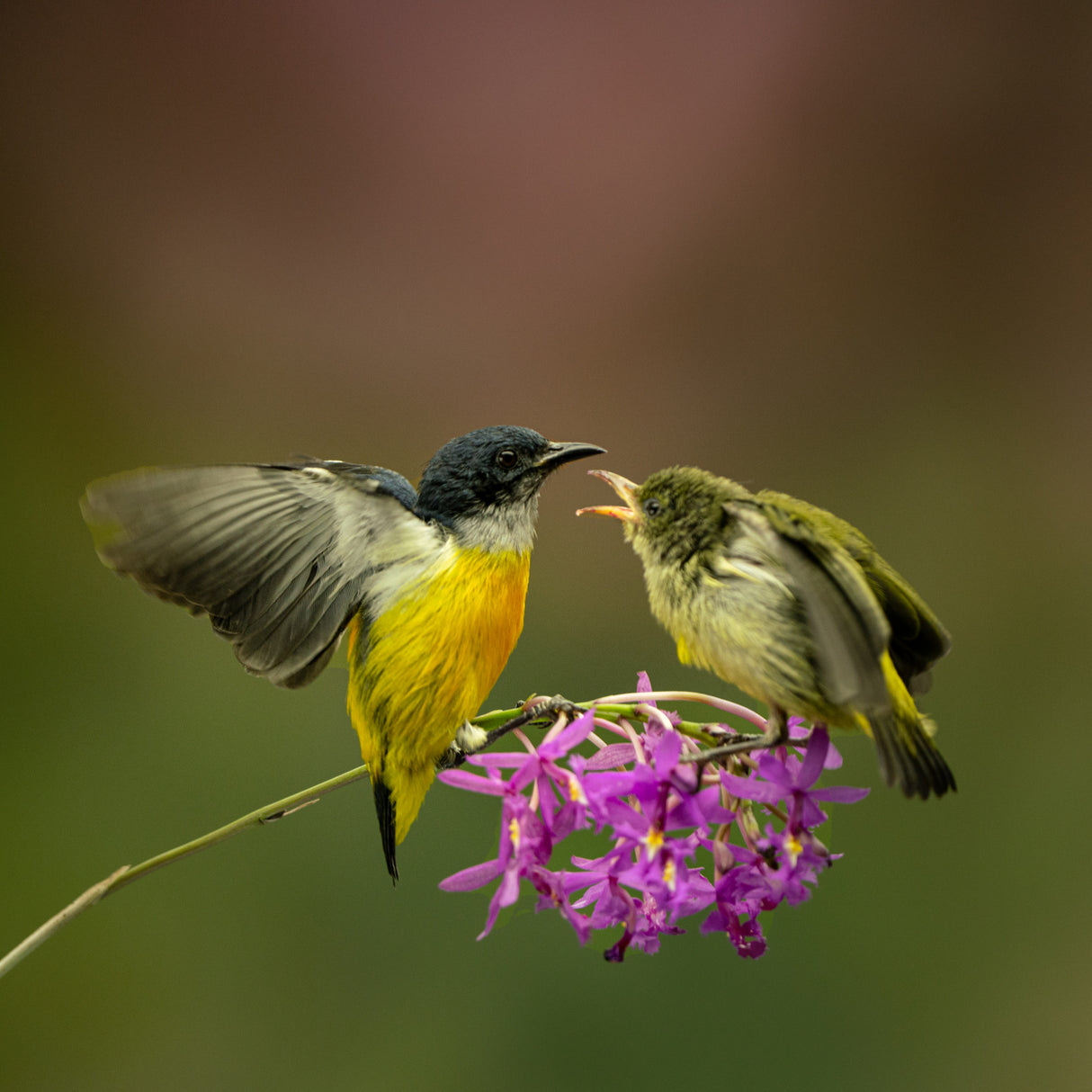 Orange bellied flowerpecker Poster och Canvastavla