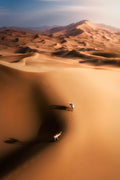 Desert camel Poster och Canvastavla