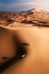 Desert camel Poster och Canvastavla