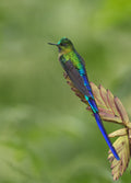 Violet-tailed Sylph Hummingbird Poster och Canvastavla
