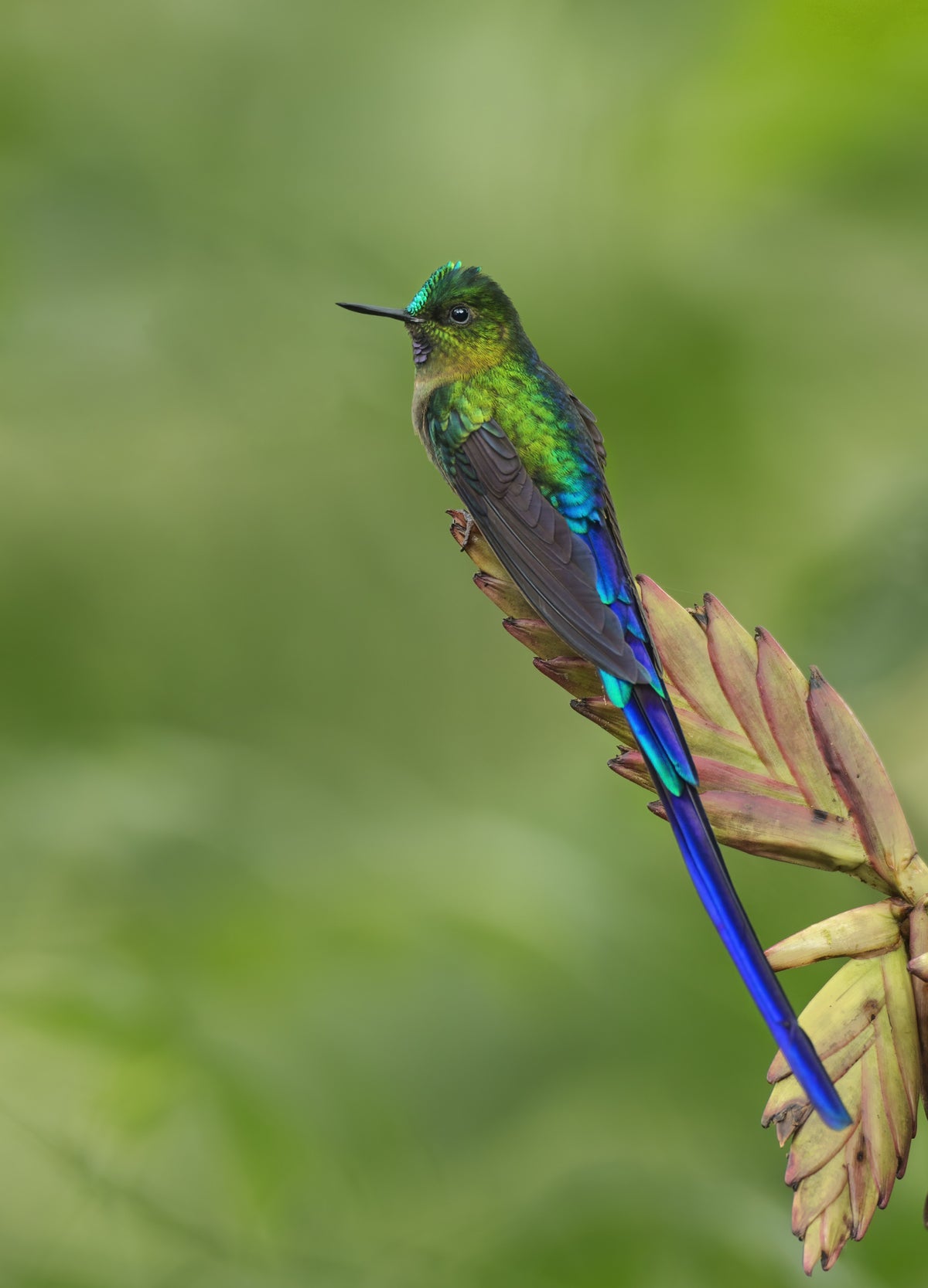 Violet-tailed Sylph Hummingbird Poster och Canvastavla