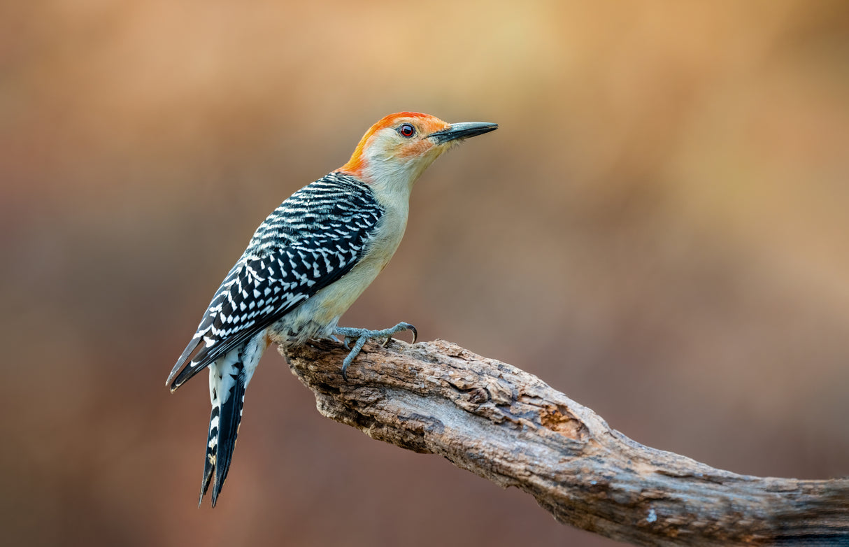Red Bellied Woodpecker Poster och Canvastavla
