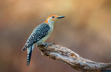 Red Bellied Woodpecker Poster och Canvastavla