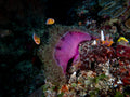 Pink Anemone Poster och Canvastavla