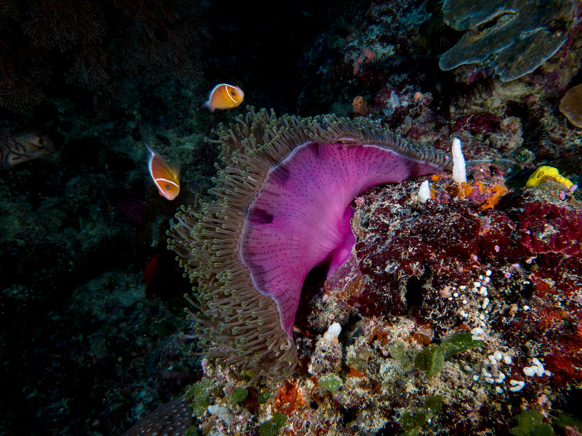 Pink Anemone Poster och Canvastavla