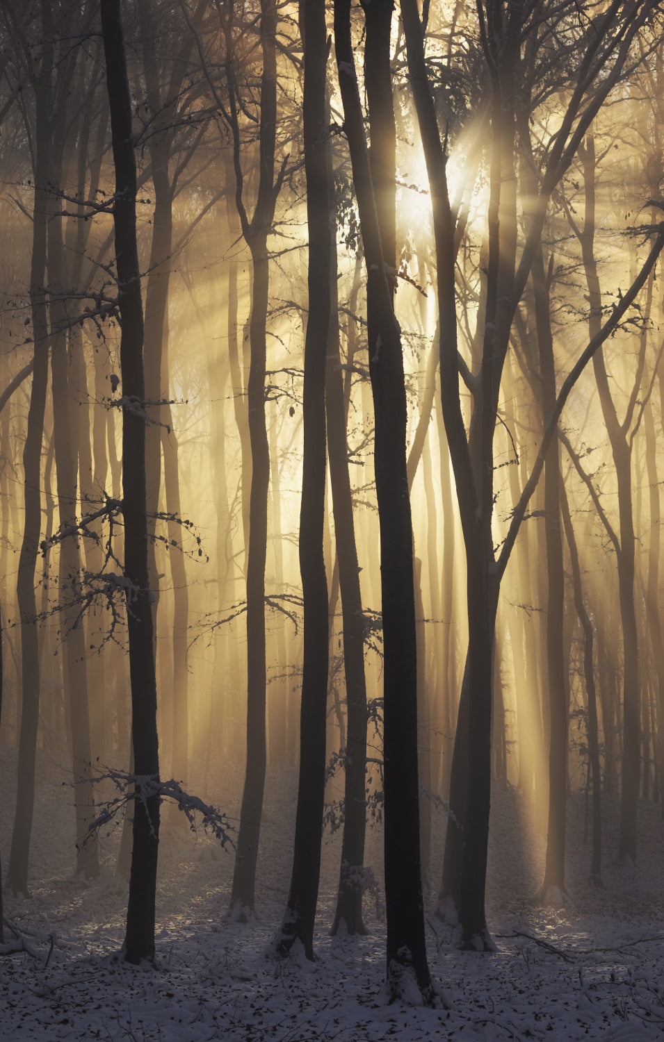Into the Light Poster och Canvastavla