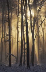 Into the Light Poster och Canvastavla