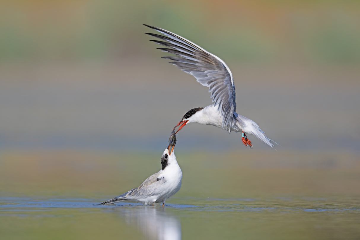 common Tern Poster och Canvastavla