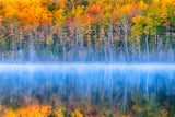 Fall Color Poster och Canvastavla