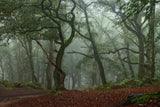 twisted branches Poster och Canvastavla