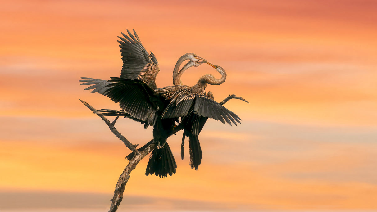 Beak to beak Poster och Canvastavla