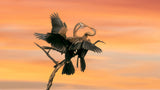 Beak to beak Poster och Canvastavla