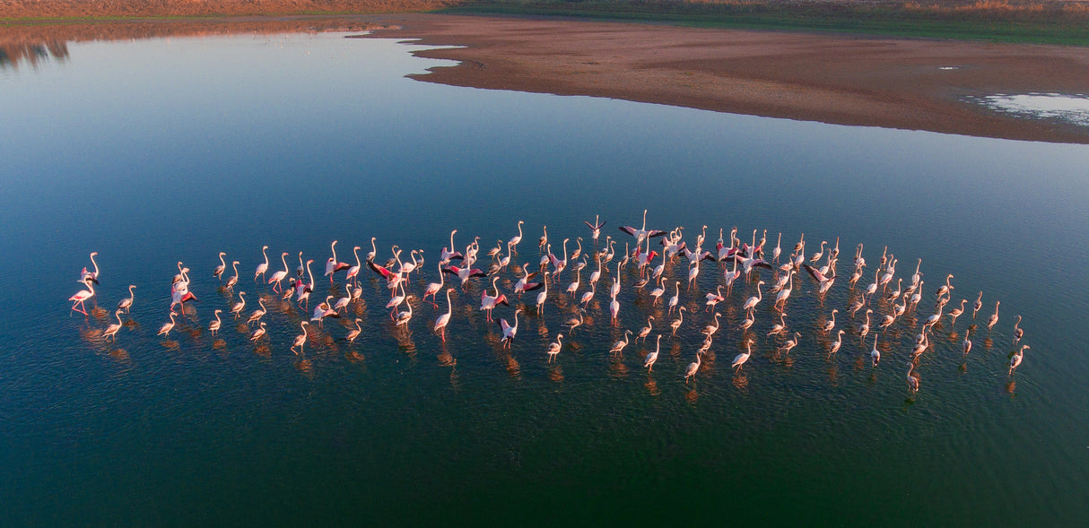 Flamingo Poster och Canvastavla