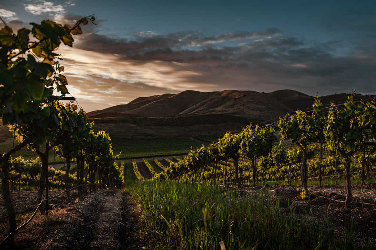Vinyards Poster och Canvastavla