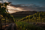 Vinyards Poster och Canvastavla