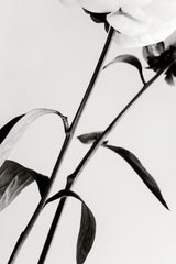 Peony 08 Poster och Canvastavla