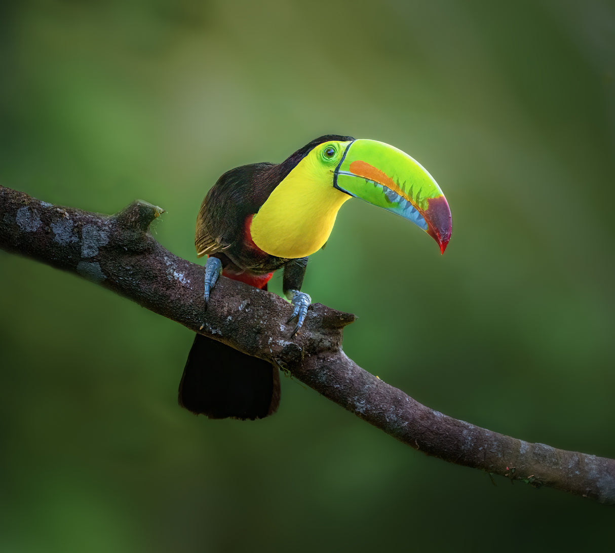 Curious Toucan Poster och Canvastavla