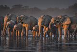 Elephants Poster och Canvastavla