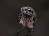 short-eared owl Poster och Canvastavla