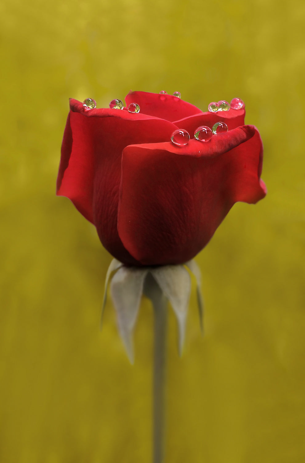 drops Poster och Canvastavla