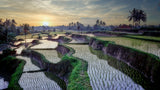 Paddy fields forever Poster och Canvastavla