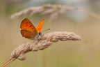 Scarce copper. Poster och Canvastavla