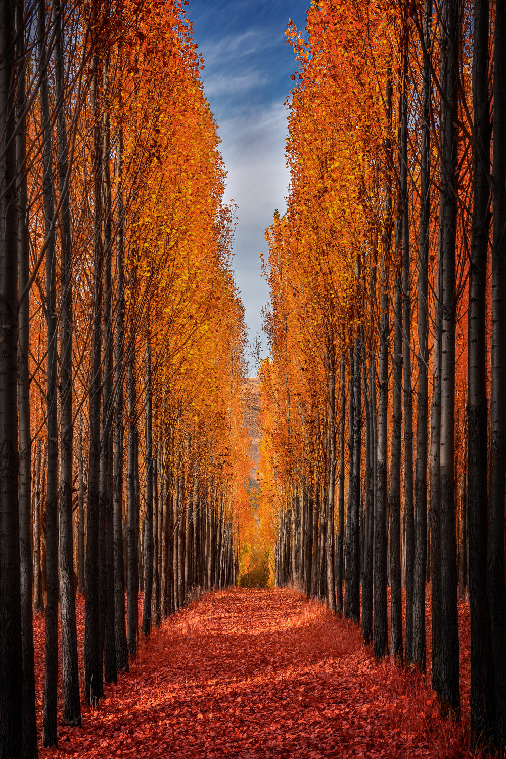 Colorful Autumn Poster och Canvastavla